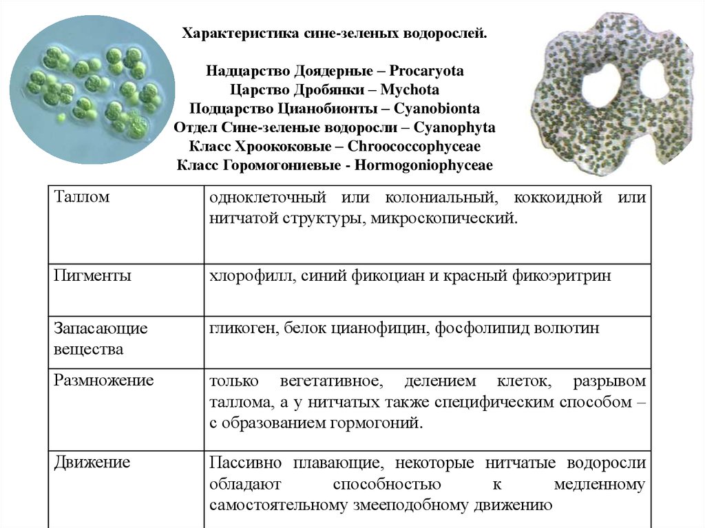 Признаки зеленых водорослей 7 класс. Цианобактерии сине-зеленые водоросли таблица. Синезеленые водоросли цианобактерии. Типы талломов сине зеленых водорослей. Отдел сине зеленые водоросли общая характеристика.