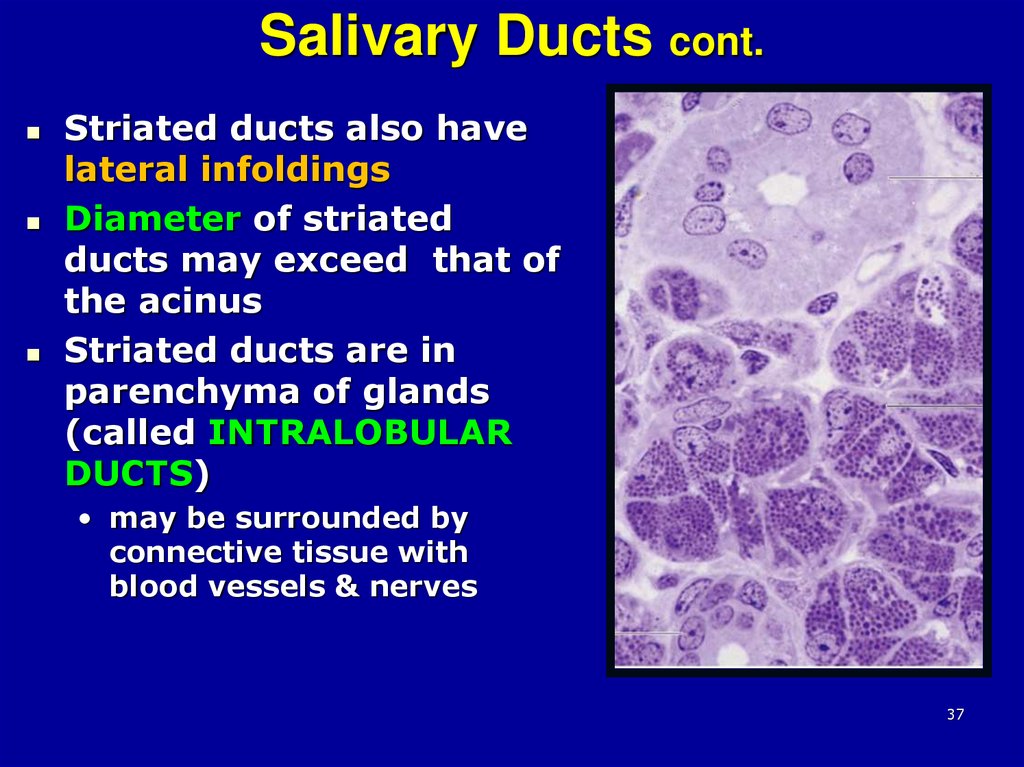 Salivary Ducts cont.