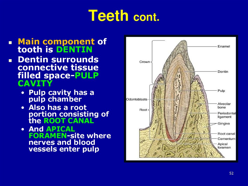 Teeth cont.