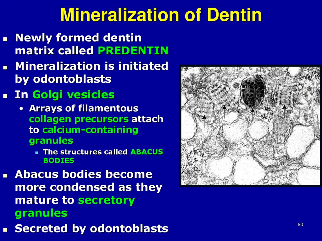 Mineralization of Dentin