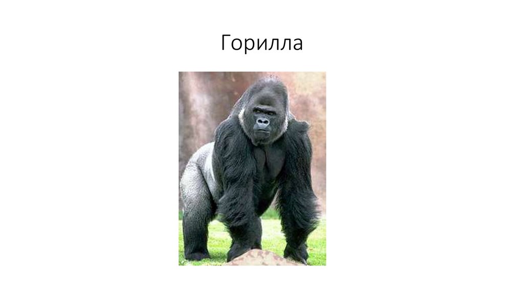 Горилла