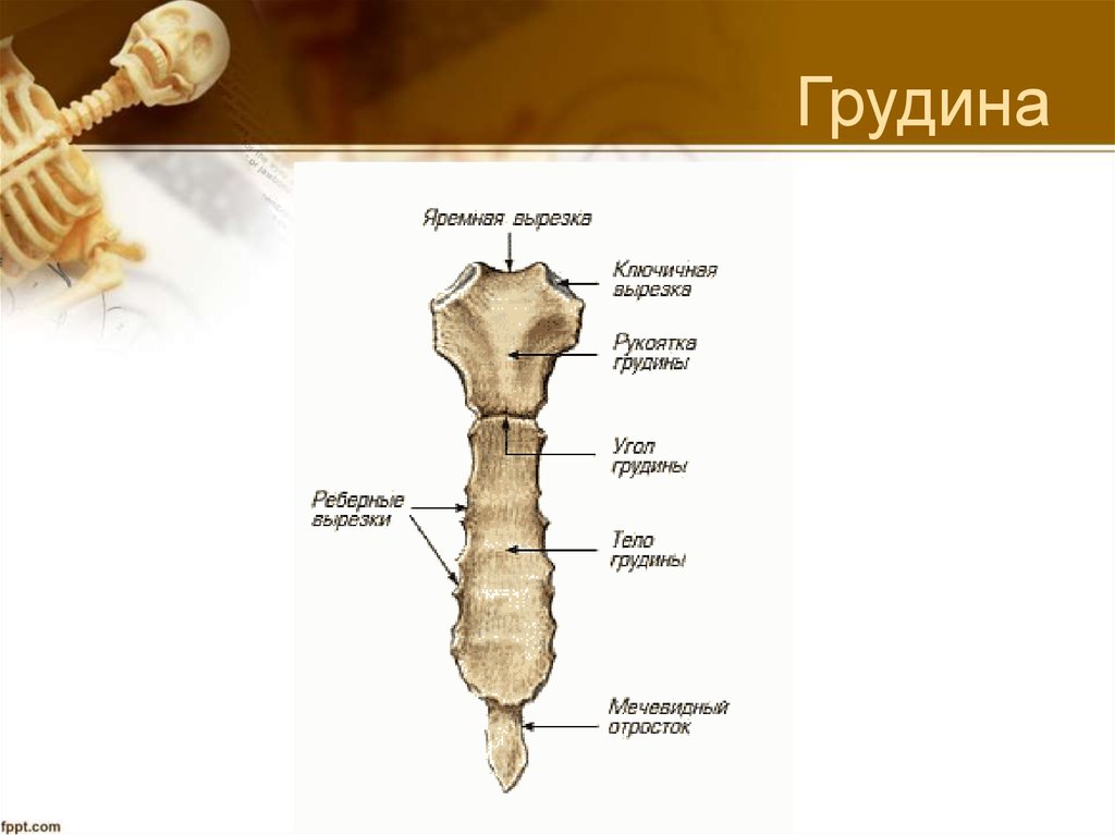 Рукоятка грудины. Th2, рукоятки грудины. Яремная вырезка рукоятки грудины. Строение рукоятки грудины. Рукоятка.