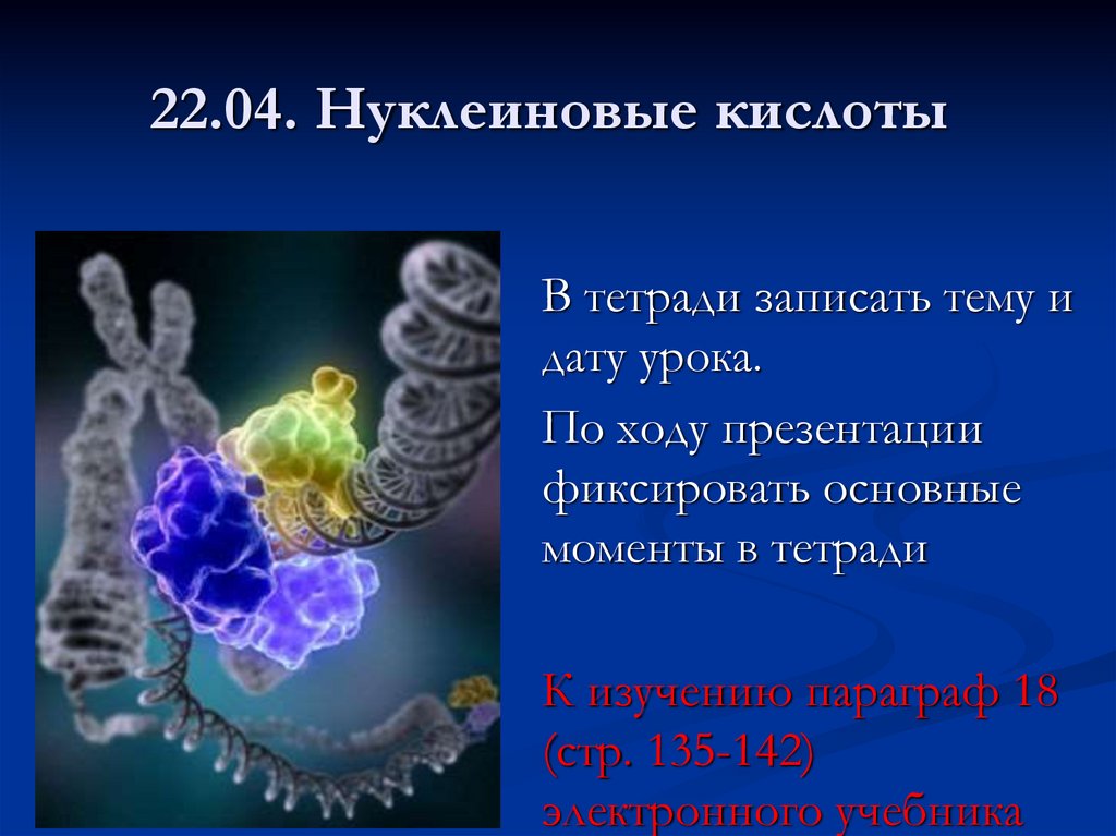 Слайд 10. Цителадзе Елена Петровна. Презентация на тему нуклеиновые кислоты. Нуклеиновые кислоты презентация по биологии. Презентация по теме ДНК.