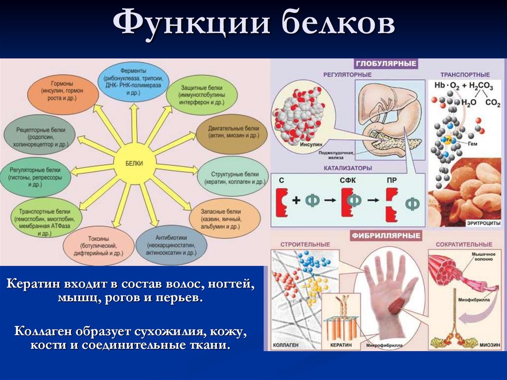 Белки в организме презентация