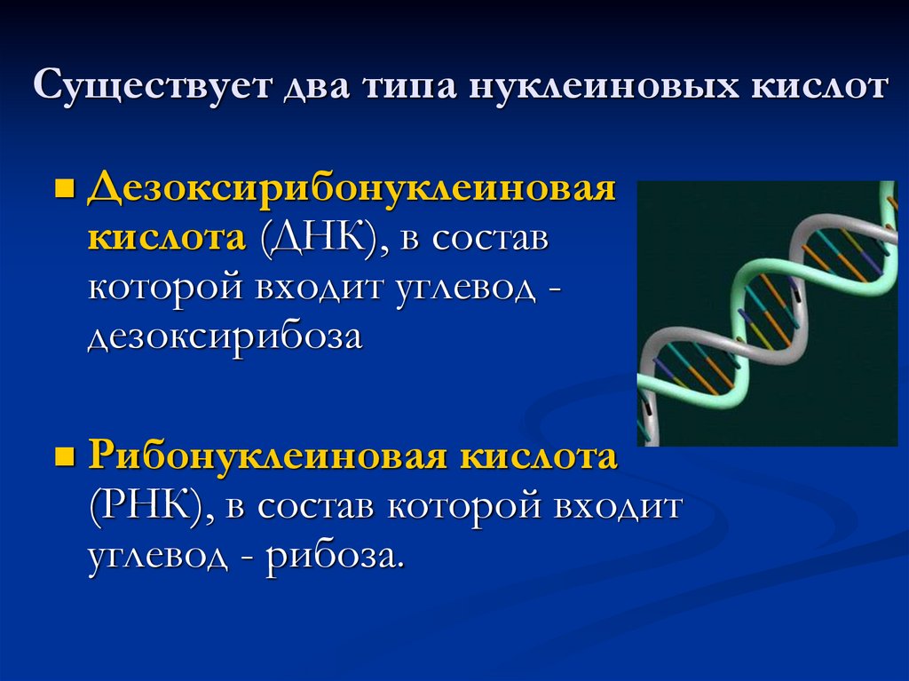 Презентация на тему нуклеиновые кислоты 10 класс химия