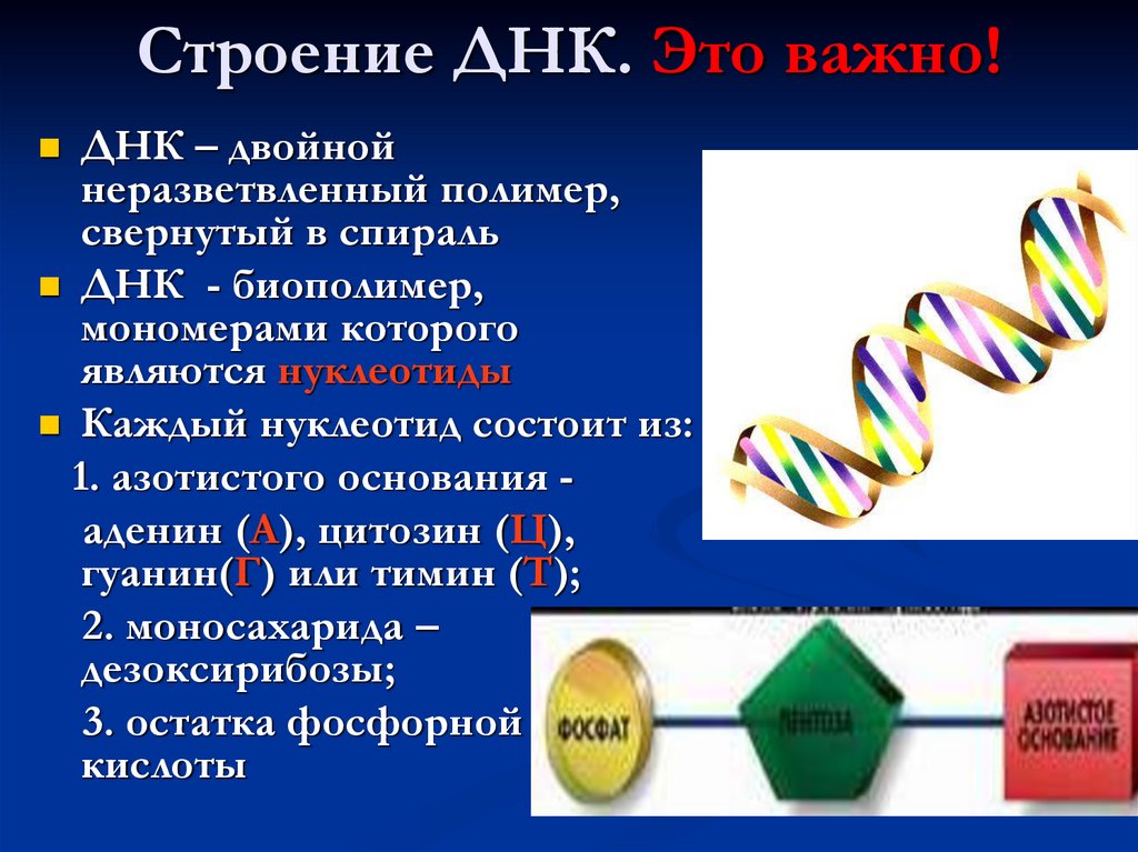 Молекула нуклеиновой. ДНК состав строение. Строение ДНК биология. Строение ДНК И РНК 9 класс биология. Строение, свойства и биологическая роль ДНК И РНК..