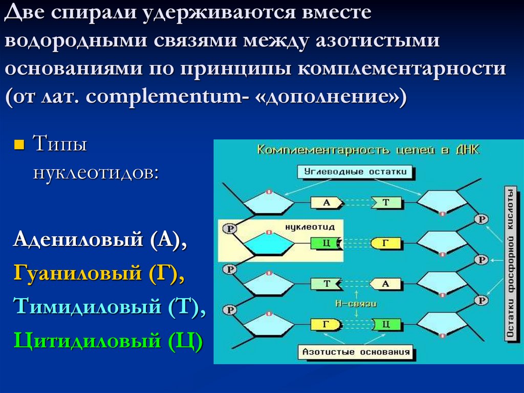 Азотистые основания в нуклеотидах днк. Тип связи между двумя нуклеотидами ДНК. Типы нуклеотидов ДНК. Типы нуклеотидов ДНК И РНК. Типы связей в нуклеотидах.