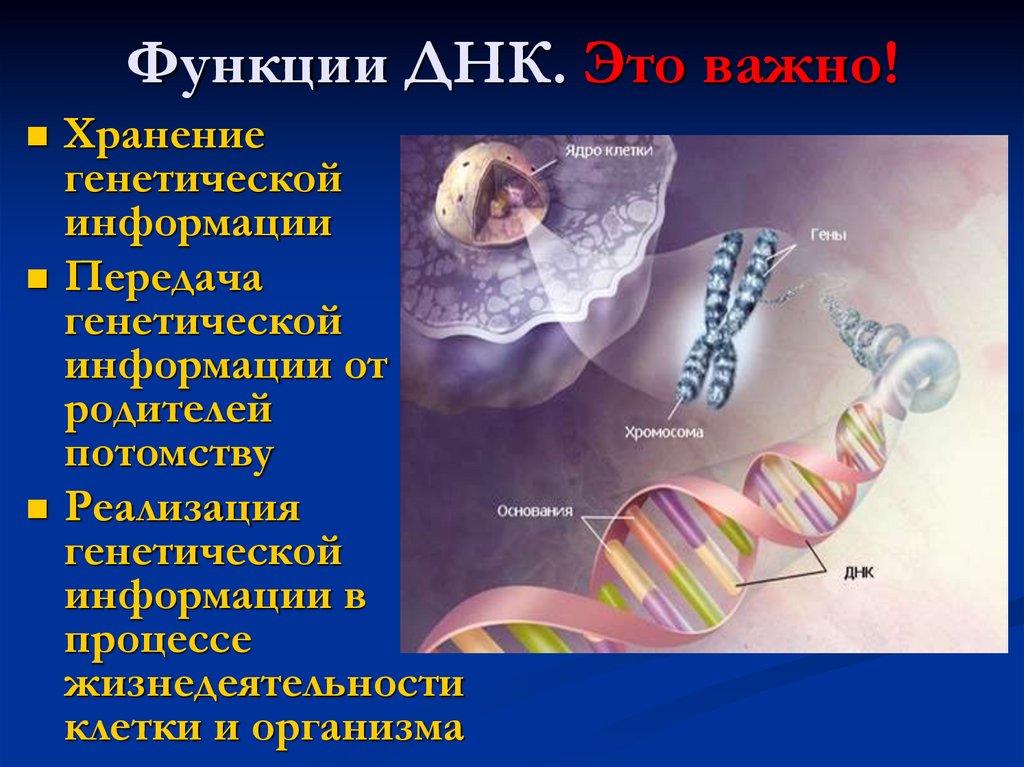 Наследственная информация ген. Геномная ДНК строение. ДНК биология 10 класс. Хранение информации в ДНК. ДНК И наследственная информация.