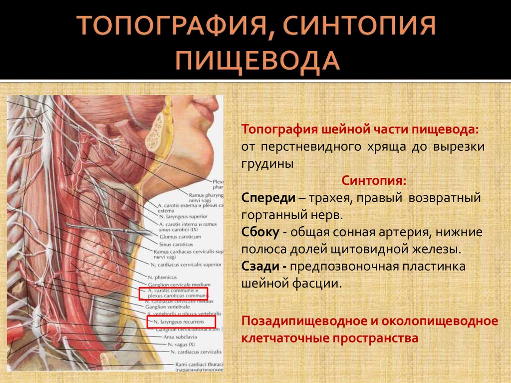В пищеводе железы расположены в. Шейный отдел пищевода топографическая анатомия. Топография шейного отдела пищевода. Пищевод голотопия скелетотопия синтопия. Скелетотопия шейного отдела пищевода.