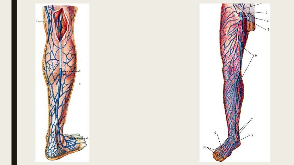 Анатомия вен ноги. Суральные вены голени анатомия. Суральная Вена нижних конечностей. Мазайшвили ультразвуковая анатомия вен нижних конечностей. Камбаловидная Вена анатомия.