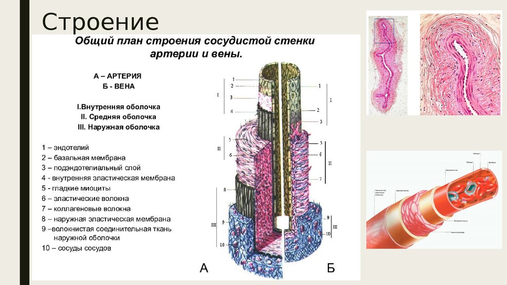 Мышечный слой артерий и вен. Оболочки стенки артерии схема. Схема строения стенки артерии и вены. Строение стенок артерий и вен анатомия. Схема строения артерии мышечного типа.