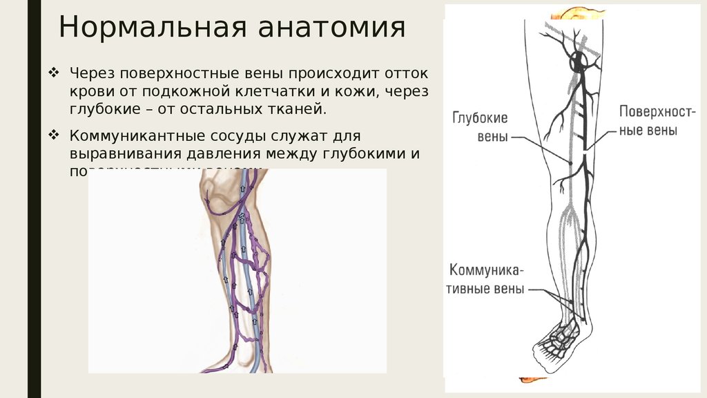 Функция отдела нижних конечностей. Перфорантные вены нижних конечностей. Анатомия коммуникантные вены нижних конечностей. Венозный отток нижних конечностей анатомия. Венозный отток от нижней конечности.