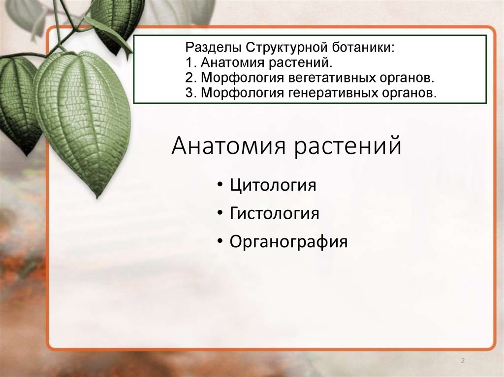 Анатомия растений ботаника. Анатомия растений изучает. Методы исследования анатомии растений.