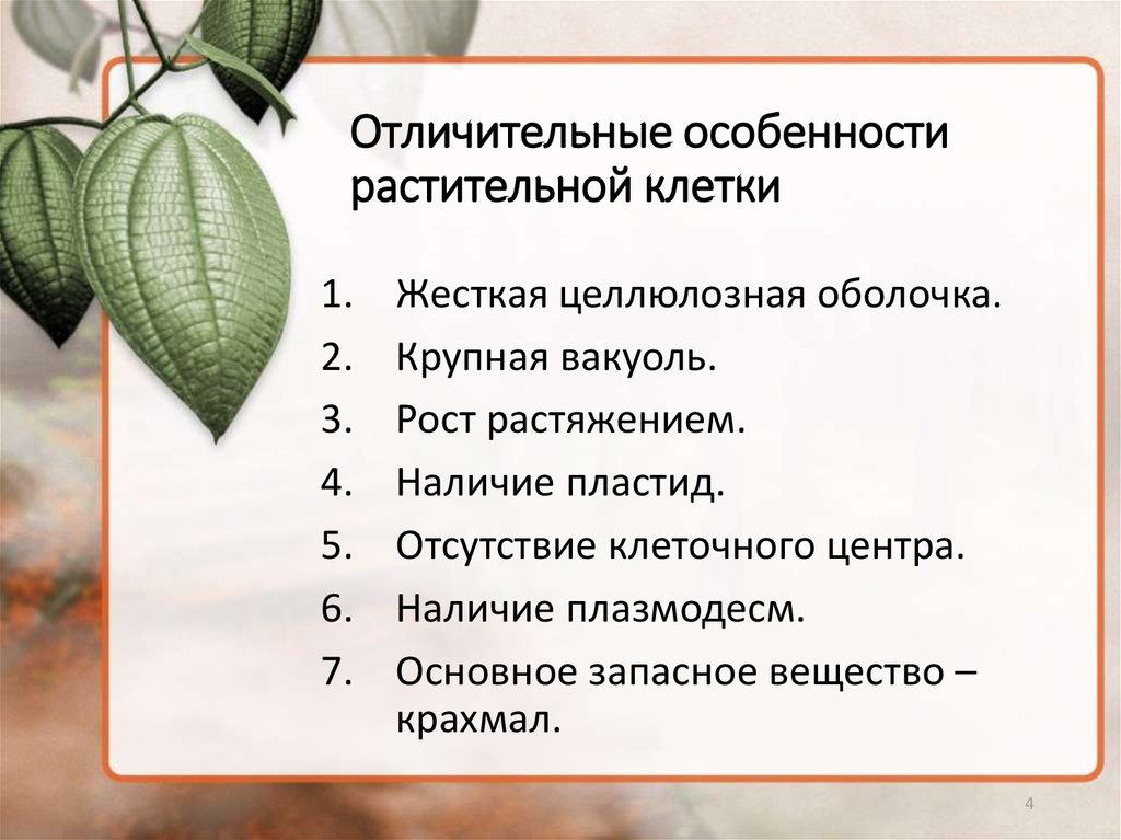 Отличительные особенности растительной клетки