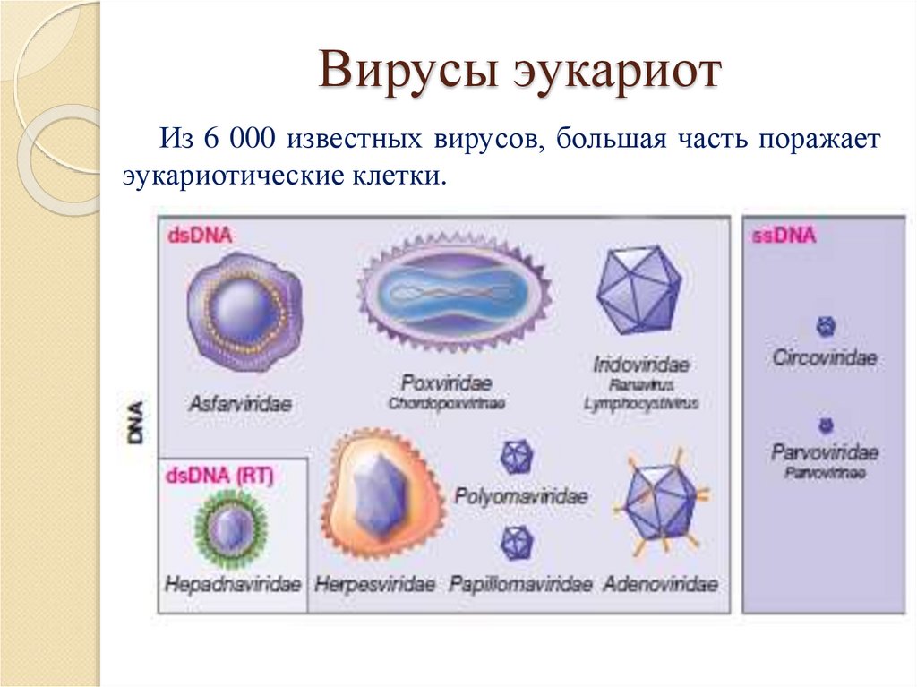 Вирусы эукариот