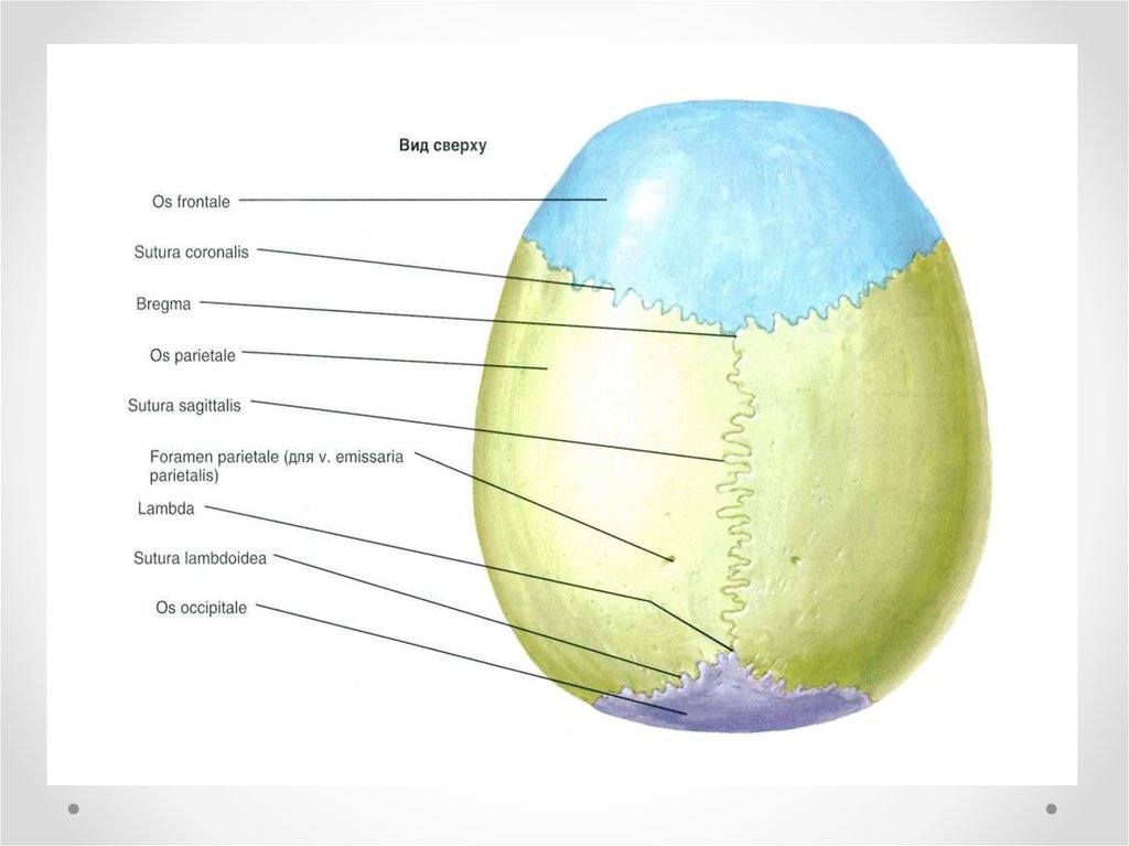 Свод черепа анатомия картинки