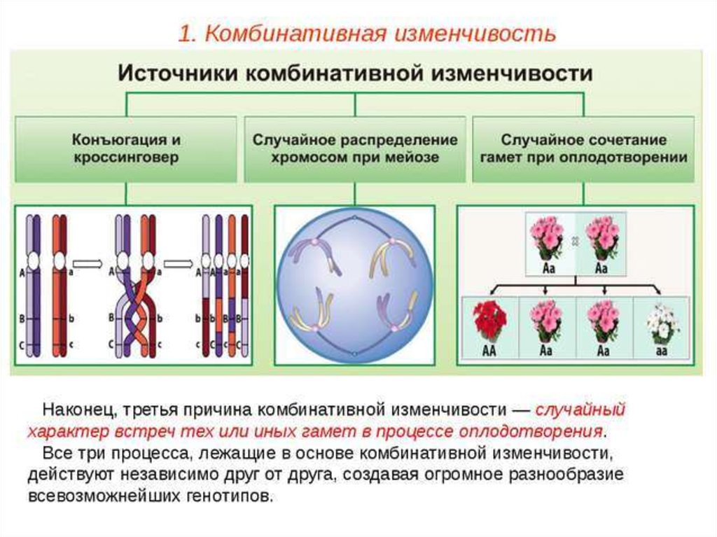 Изменчивость генетика презентация