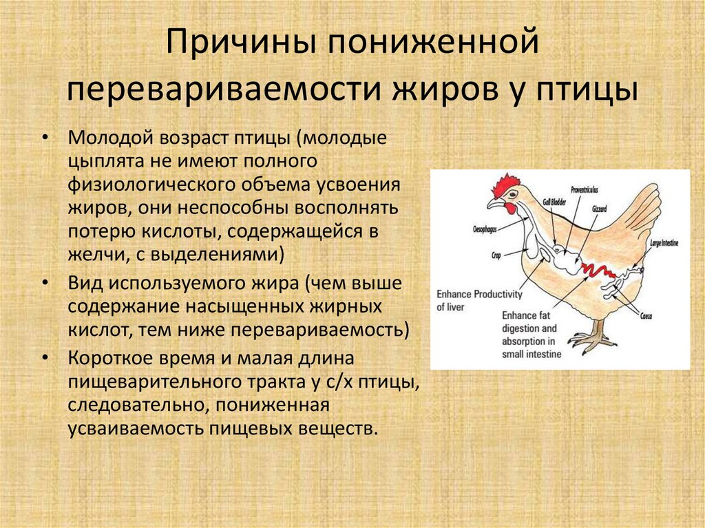 Составьте схему поступления и перемещения пищи по пищеварительному тракту птицы исключив лишнее