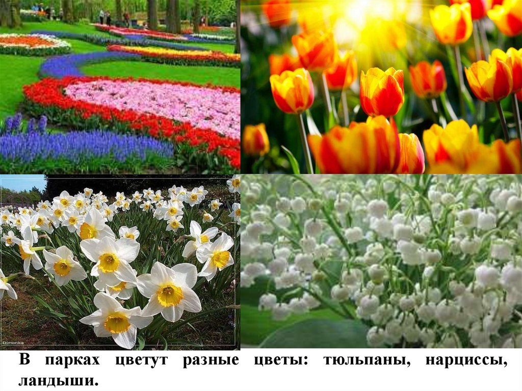 В парках цветут разные цветы: тюльпаны, нарциссы, ландыши.
