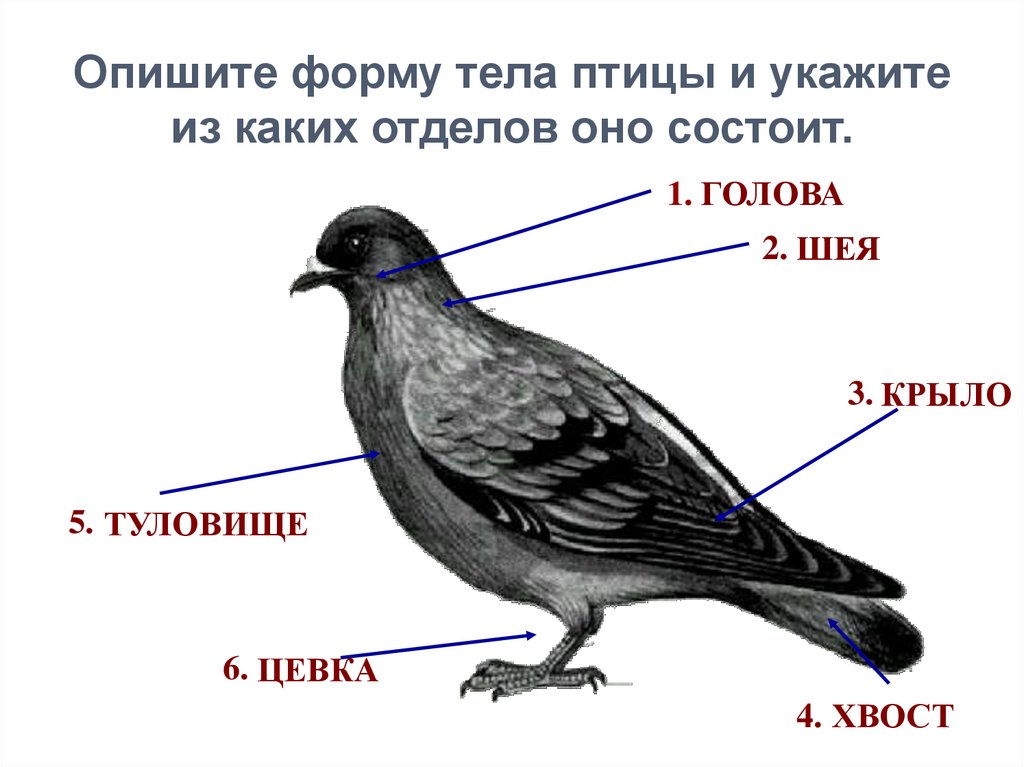Форма и размеры головы птицы. Строение тела птицы. Строение птицы для дошкольников. Форма тела птиц. Основные отделы тела птицы.