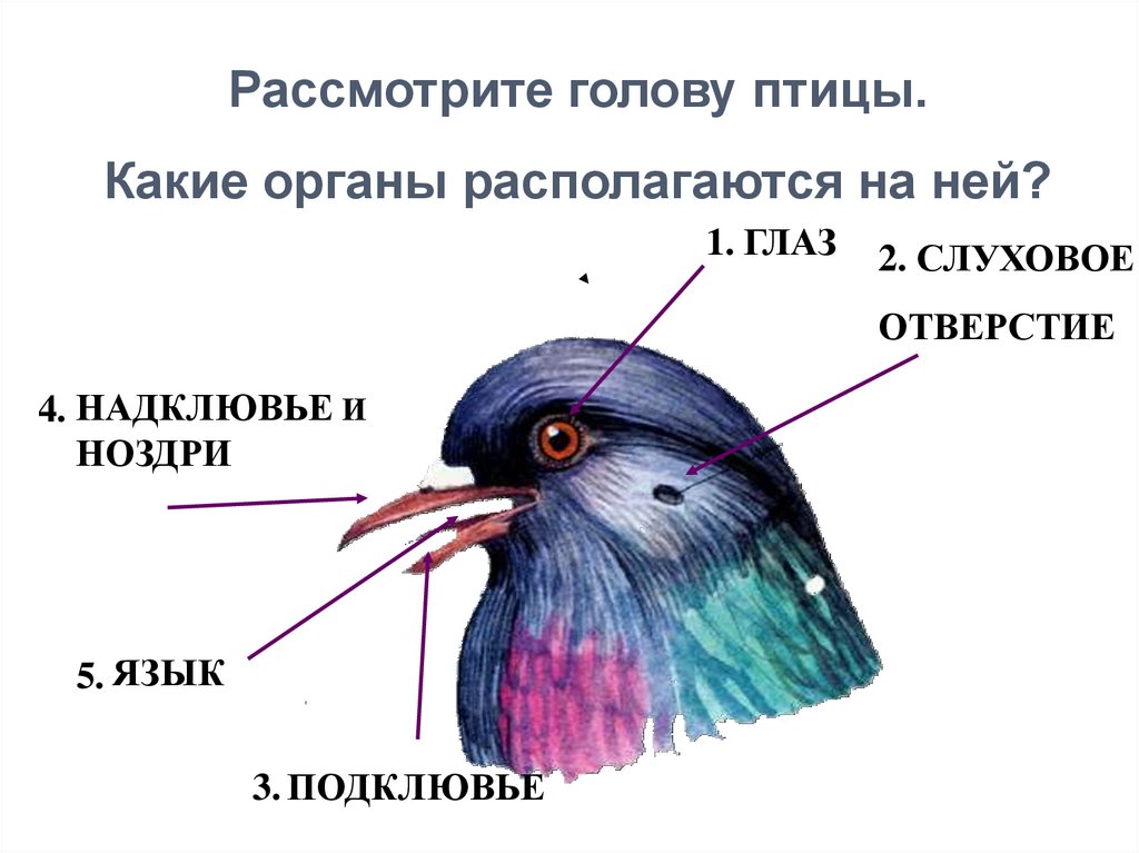 Части клюва птиц. Строение головы птицы. Органы расположенные на голове у птиц. Внешнее строение головы птицы. Форма головы птицы.