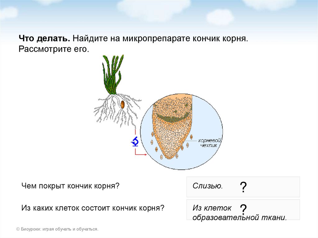Строение корневых волосков и корневого чехлика - online presentation