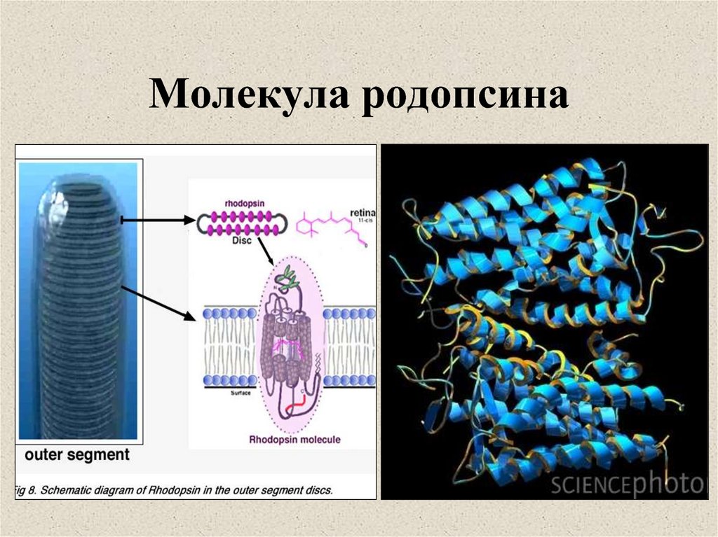 Сетчатка родопсин палочка