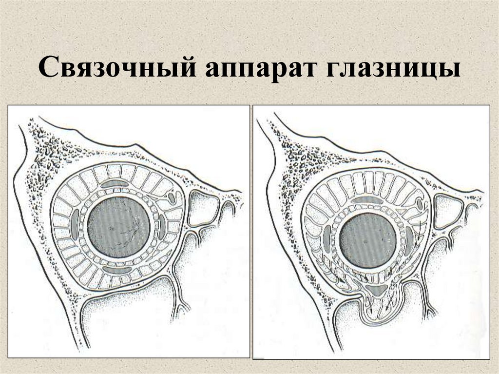 Связочный аппарат глазницы