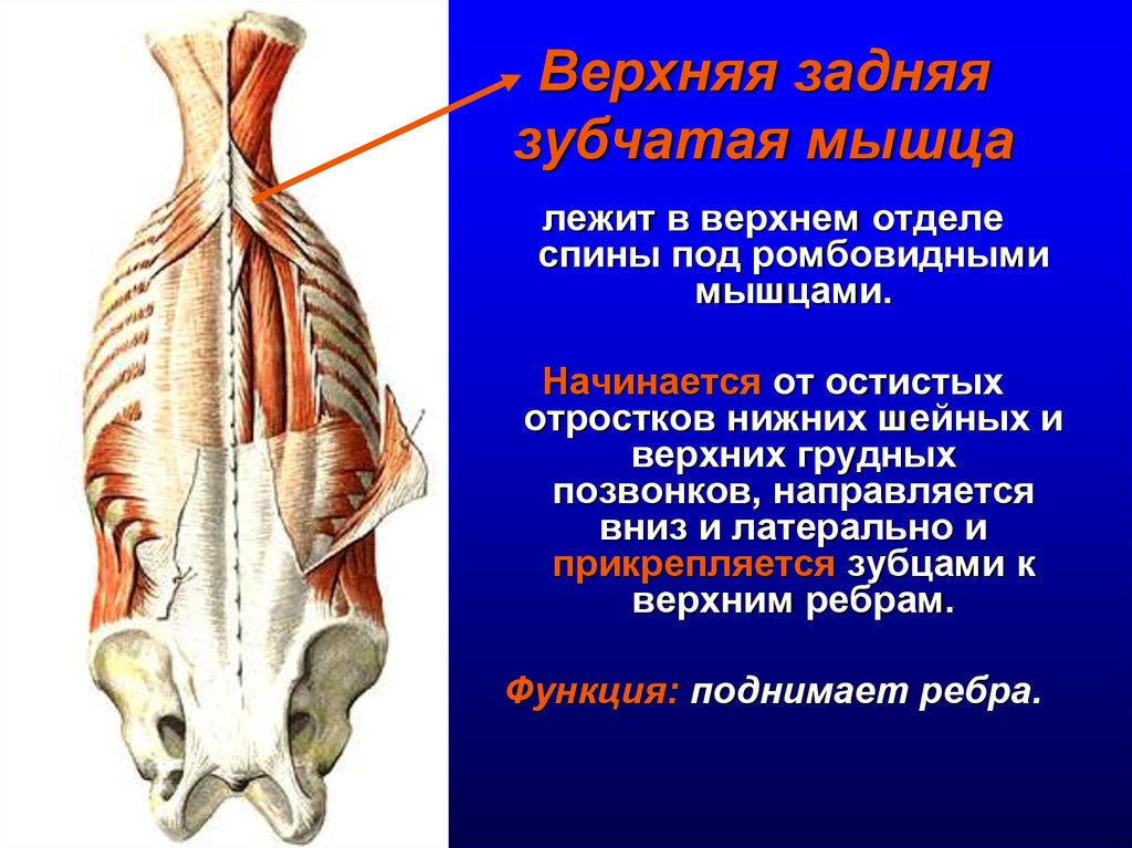 Зубчатые мышцы спины. Верхняя задняя зубчатая мышца спины функции. Нижняя задняя зубчатая мышца спины анатомия. Верхняя задняя зубчатая мышца анатомия функции. Нижняя задняя зубчатая мышца иннервация.