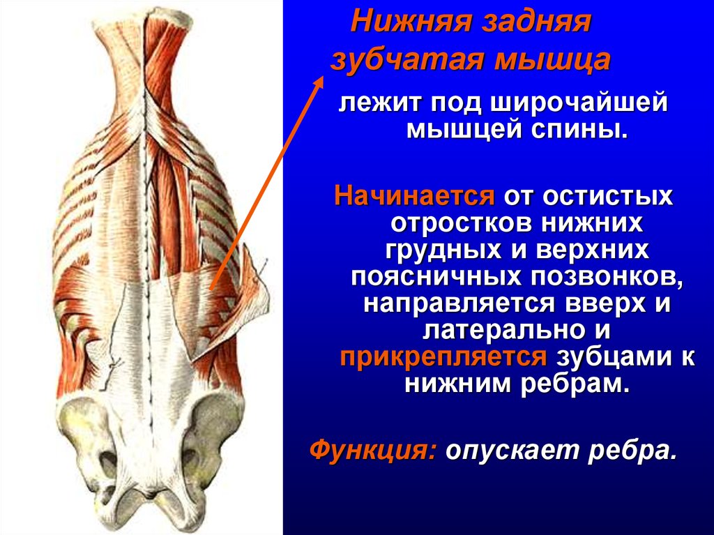 Нижняя задняя зубчатая мышца