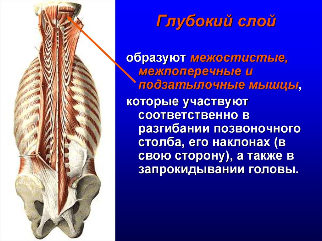 Движение позвоночного столба мышцы. Межпоперечные латеральные мышцы поясницы. Межостистые межпоперечные мышцы подзатылочные мышцы. Мышцы разгибатели позвоночного столба. Вентральные мышцы позвоночного столба собаки.