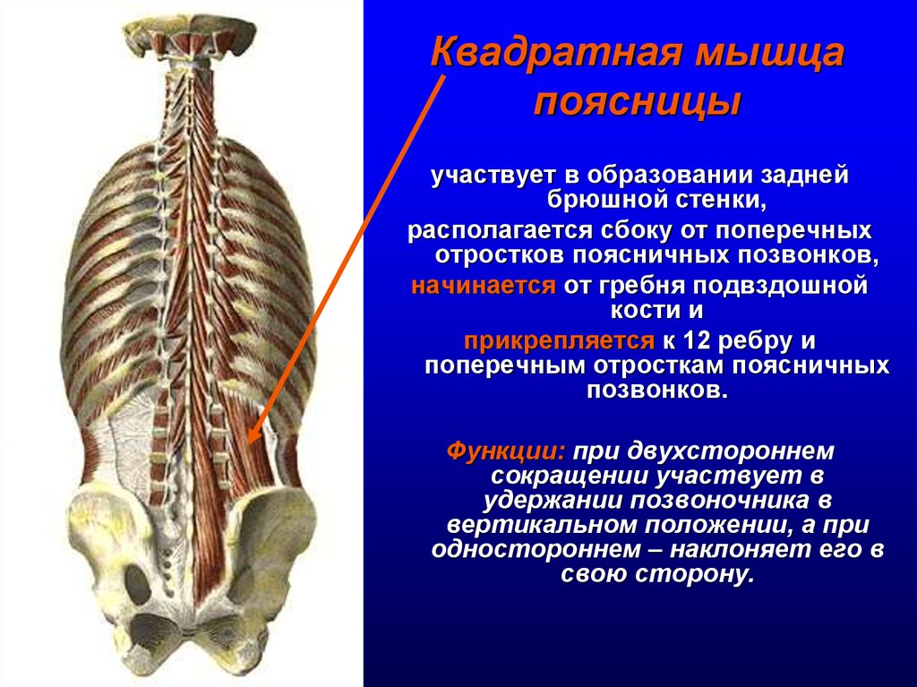 Мышцы спины и ребра. Квадратная мышца поясницы анатомия функции. Квадратная мышца поясницы иннервация. Квадратная мышца поясн цы. Квадратная мышца пояница.