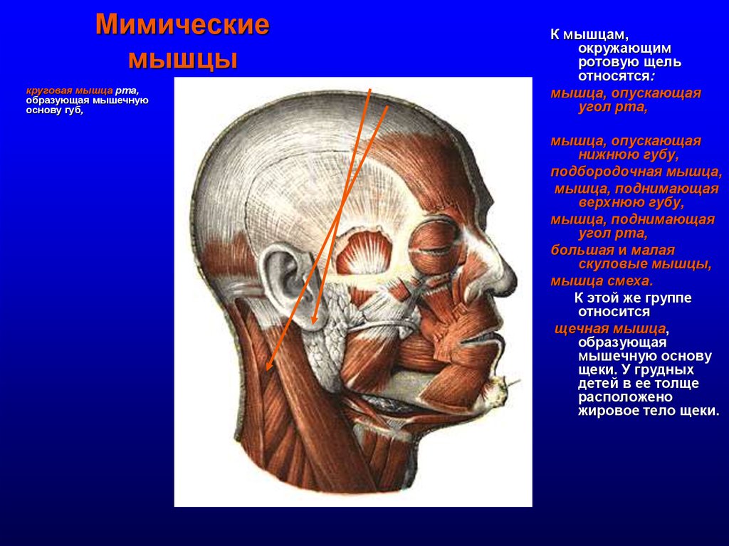 Мышца поднимающая верхнюю губу. Подбородочная мышца анатомия. Мышцы поднимающие и опускающие угол рта. Мышцы окружающие ротовую. Круговая мышца рта анатомия.