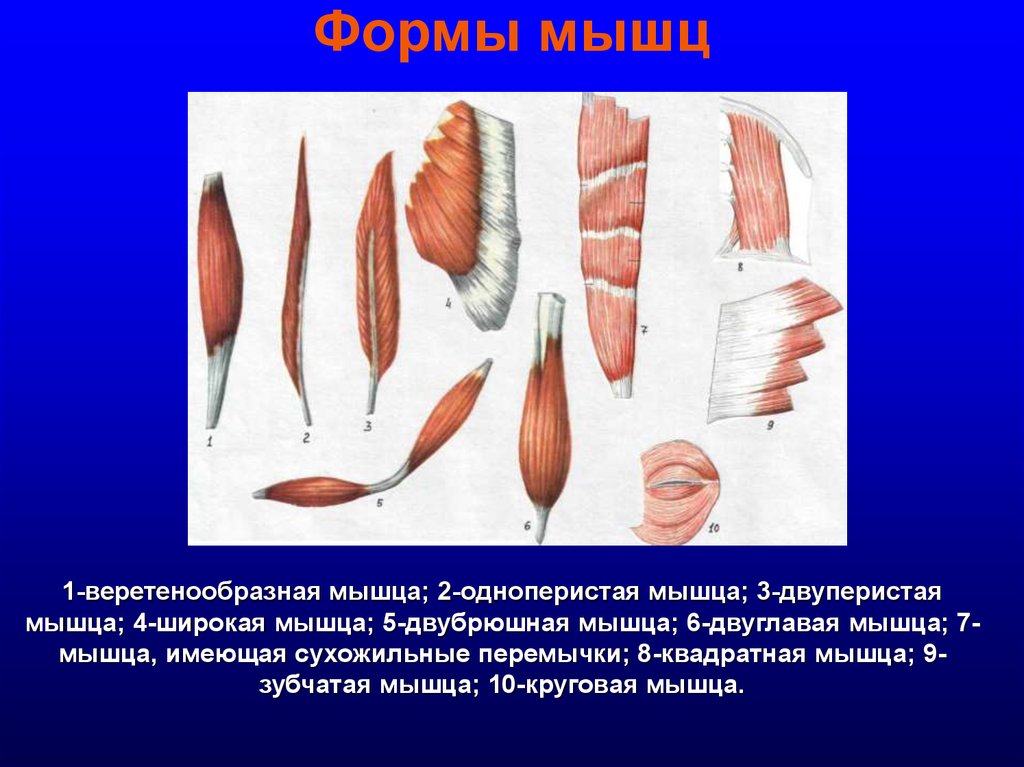 Мышцы 9 класс. Формы мышц. Веретеновидная форма мышц. Веретенообразная мышца. Веретенообразная мышца строение.