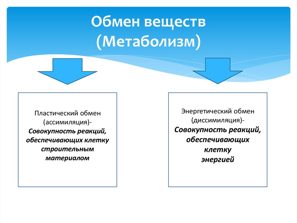 Пластический и энергетический обмен презентация