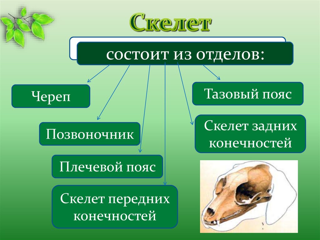 Класс млекопитающие скелет. Скелет конечностей млекопитающих. Скелет поясов конечностей млекопитающих. Общая характеристика класса млекопитающие презентация.