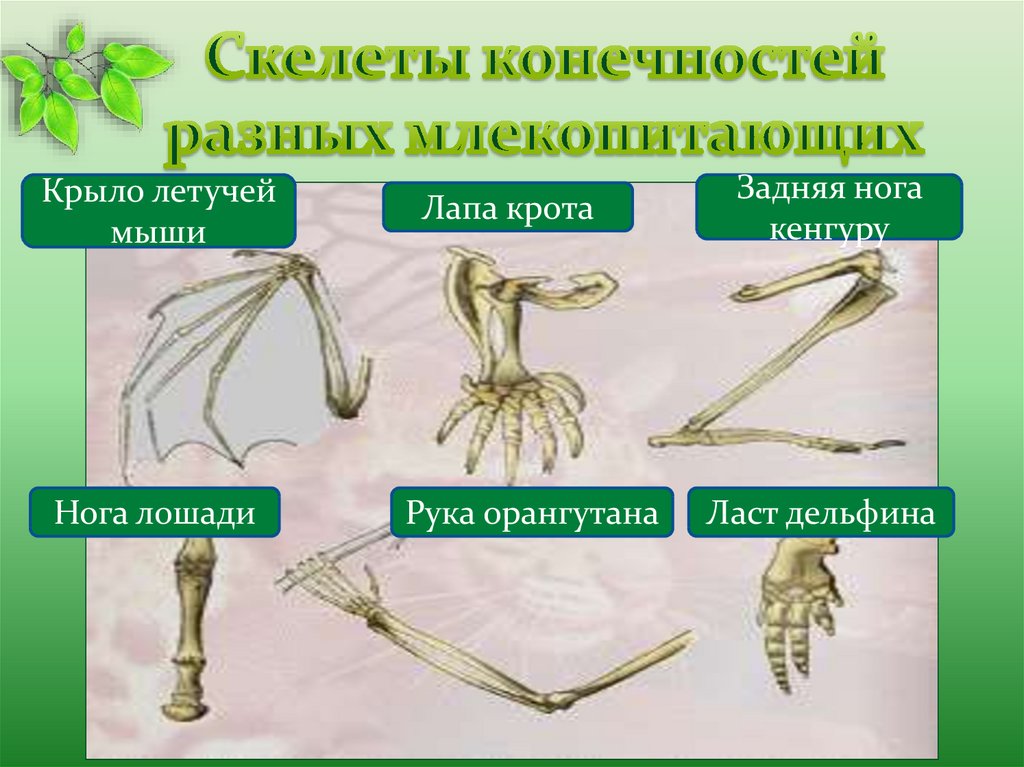 Скелеты конечностей разных млекопитающих