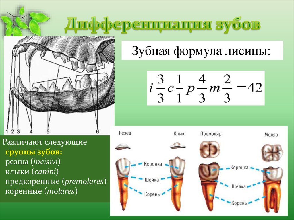 Соотнесите название зубов с их изображением на рисунке