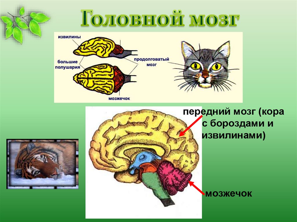 Головной мозг