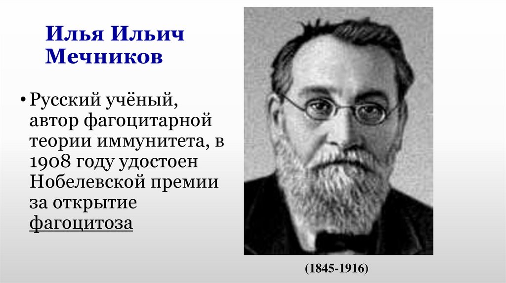 Мечников создал учение о фагоцитарном иммунитете