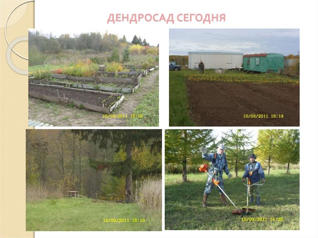 ДЕНДРОСАД СЕГОДНЯ