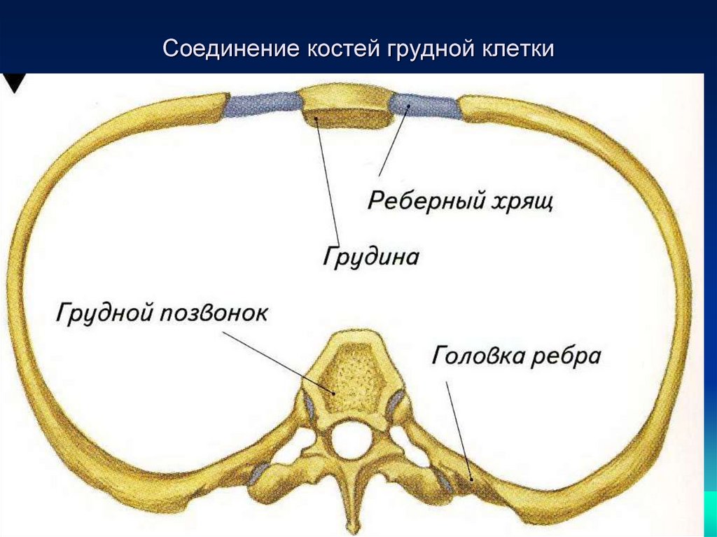 Неподвижные соединения ребер. Соединение ребер с позвонками и грудиной. Соединение ребра с грудным позвонком. Соединение костей грудной клетки. Тип соединения ребер и грудины.
