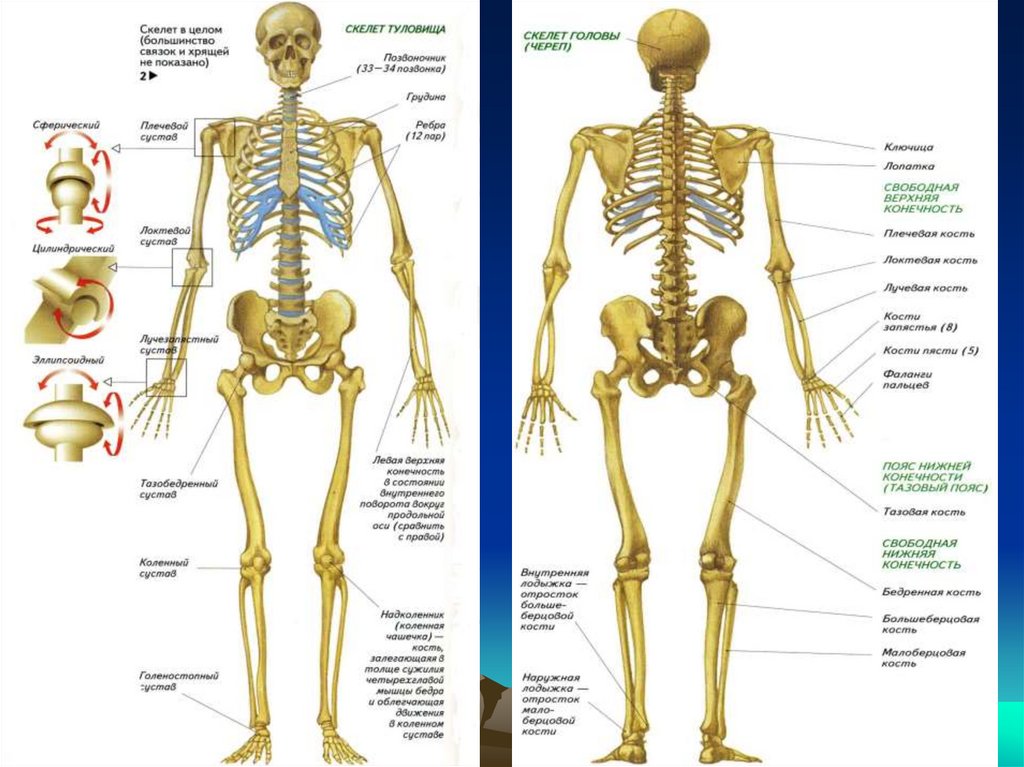 Скелет с названиями костей на русском языке