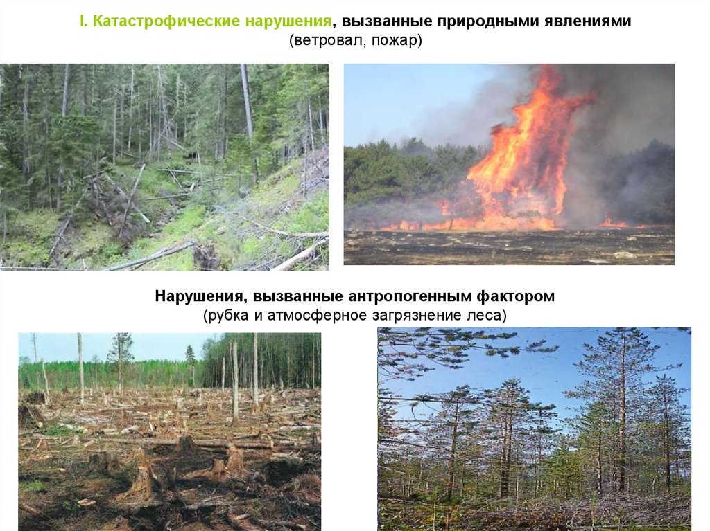 Сукцессия после пожара. Деградация растительности причины. Атмосферное загрязнение леса. Деградация растительности Покрова. Деградация лесного Покрова проблемы.