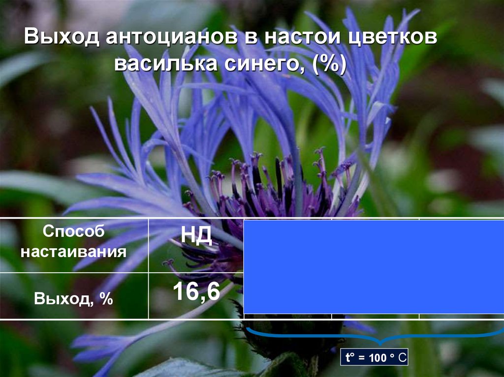 Выход антоцианов в настои цветков василька синего, (%)