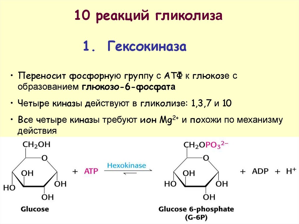 P f реакция. Гексокиназа катализирует реакцию. Глюкокиназа и гексокиназа. Фосфорилирование Глюкозы катализирует гексокиназа. Гексокиназа глюкокиназа катализирует реакцию.