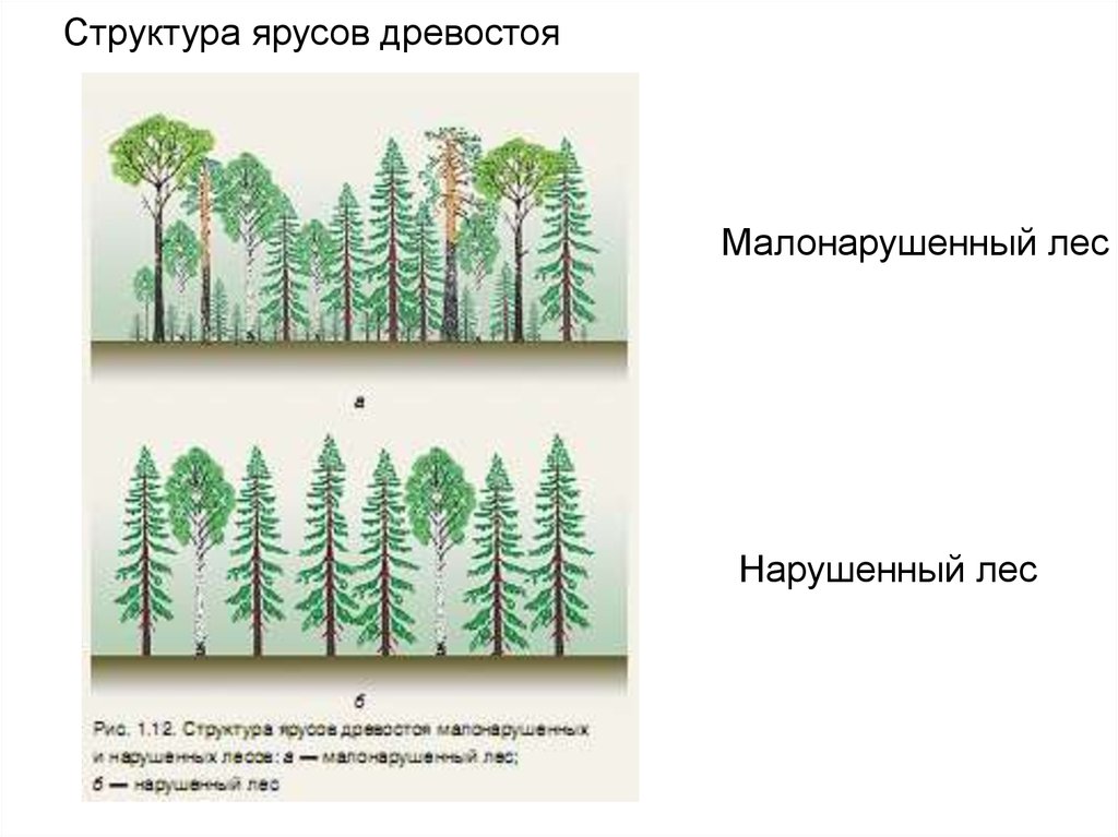 Структура леса схема