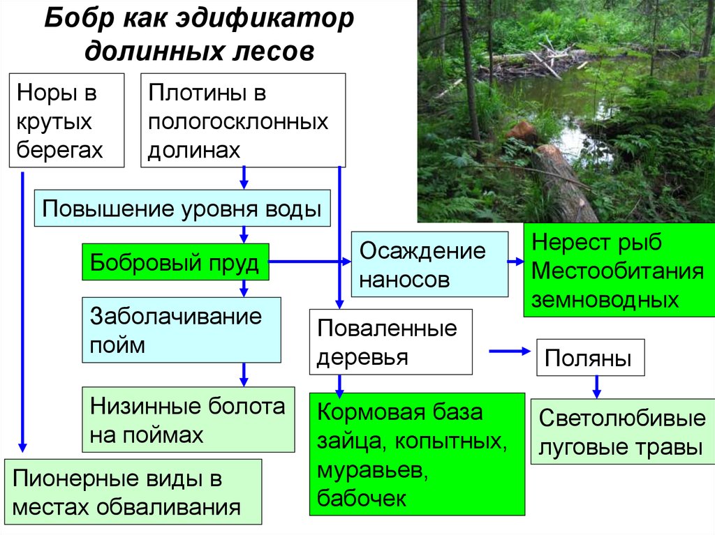 Биоценоз леса пример. Эдификатор леса это. Виды эдификаторы. Эдификаторы в биоценозе. Эдификаторы широколиственных лесов.