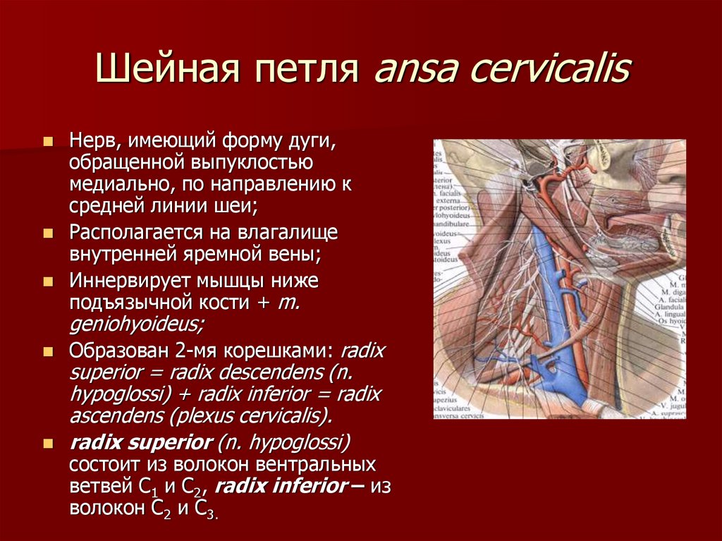 Thyroglossus латынь