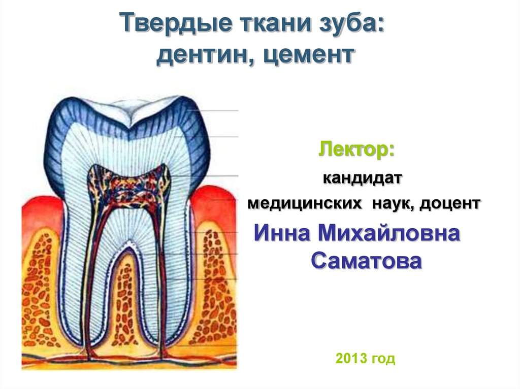 Твердые ткани зуба: дентин, цемент